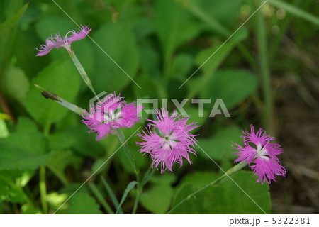 ナデシコ ナデシコ 5322381