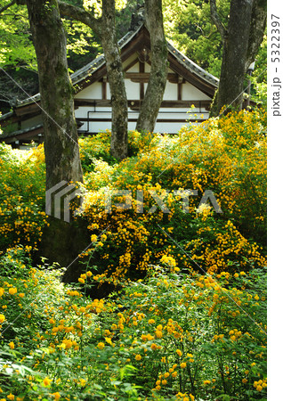 京都 山吹咲く松尾大社 京都 山吹咲く松尾大社 5322397