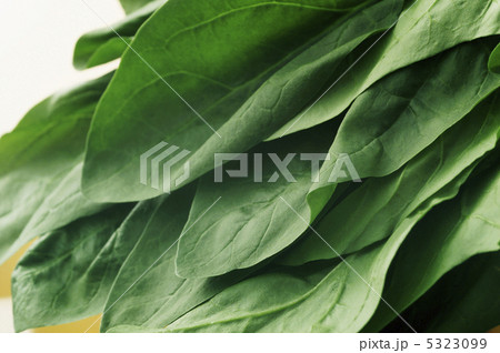 ホウレンソウ ホウレンソウ 5323099
