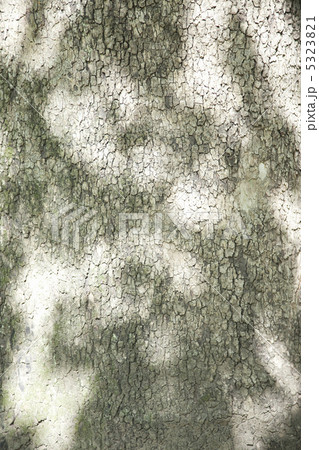 木の幹 5323821