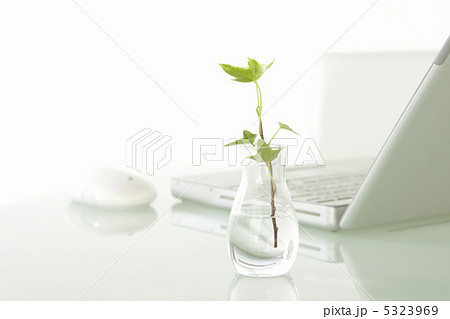 ノートパソコンと観葉植物 ノートパソコンと観葉植物 5323969