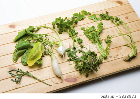 春の七草 春の七草 5323973
