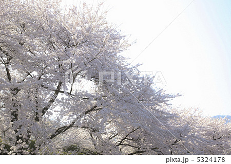 桜 5324178