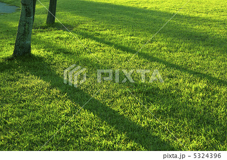 芝生と木の影 5324396