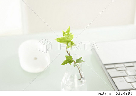 ノートパソコンと観葉植物 5324399