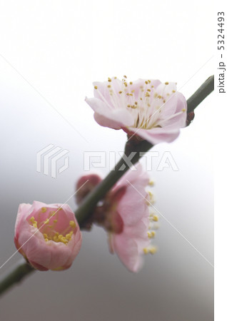 梅 梅 5324493