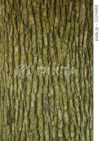 木の幹 5324660
