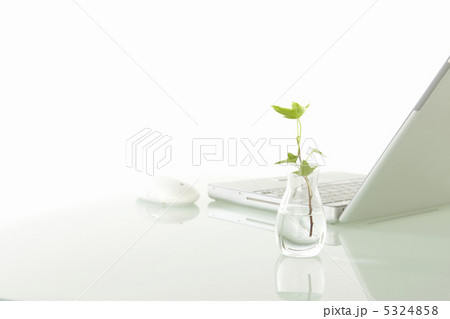 ノートパソコンと観葉植物 ノートパソコンと観葉植物 5324858