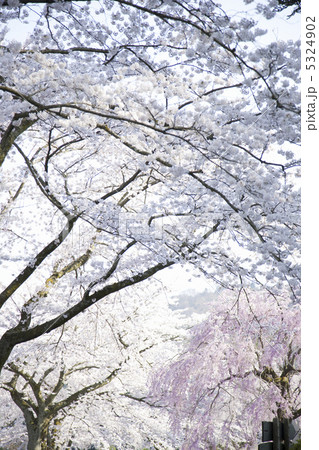 桜 5324902