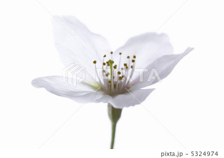 サクラ サクラ 5324974