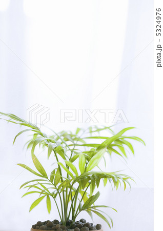 エコイメージ 5324976