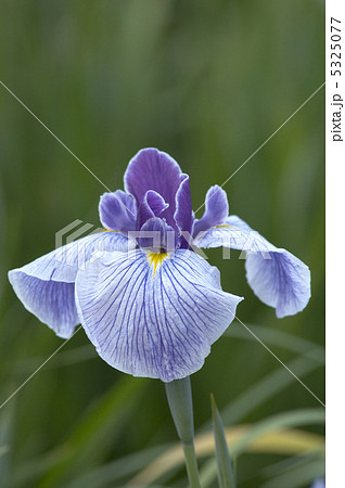 花菖蒲 5325077