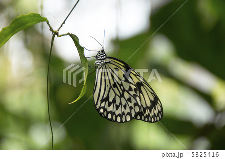 オオゴマダラ 5325416