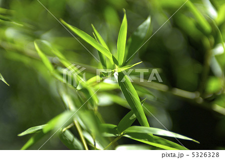 笹の葉 5326328