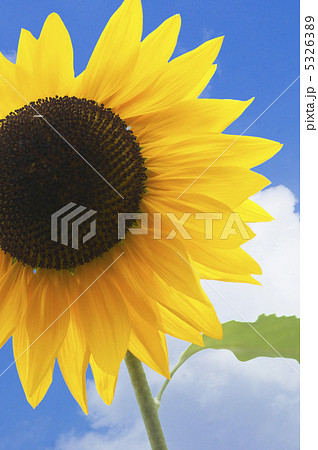 ヒマワリ 5326389