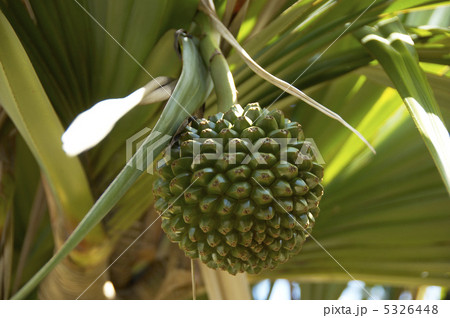 アダンの実 5326448