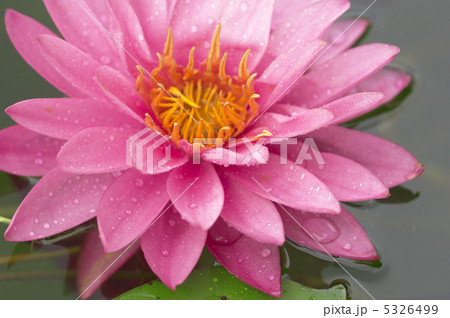 スイレン スイレン 5326499