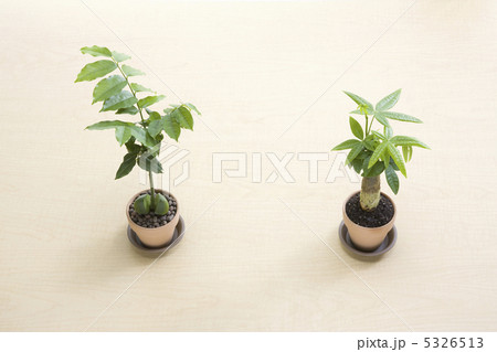 エコイメージ 5326513