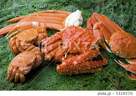 カニ 5326570
