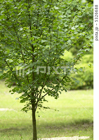 モクレンの幼木 5326688