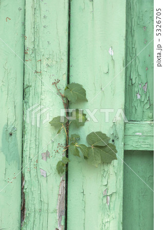 柵と植物 5326705