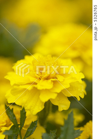 マリーゴールド 5326765