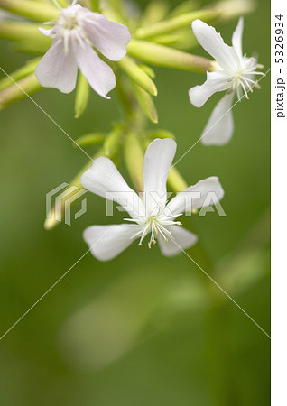 ハーブの花 ハーブの花 5326934