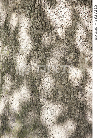 木の幹 5327215