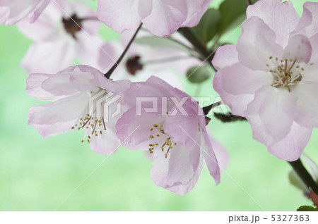 カイドウ 5327363