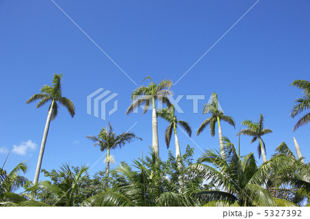 ヤシの木 5327392