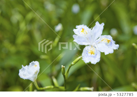 シャガの花 シャガの花 5327785