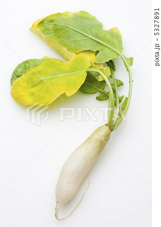 すずしろ 5327891