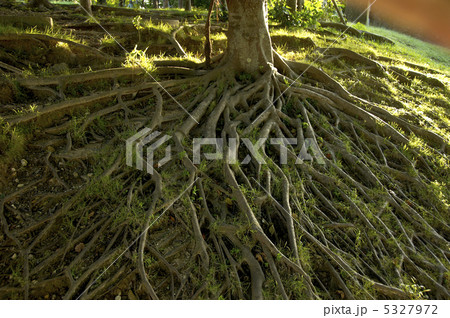 樹木の根 樹木の根 5327972