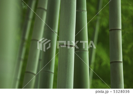 竹林 5328036