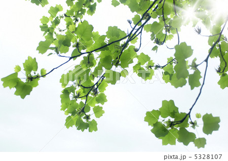 新緑と日差し 新緑と日差し 5328107