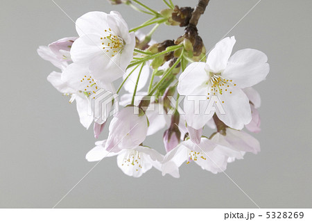 サクラ 5328269