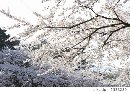 桜 桜 5328289