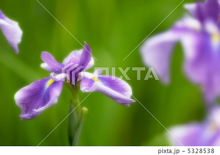 花菖蒲 5328538