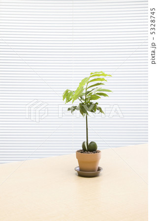 観葉植物 5328745