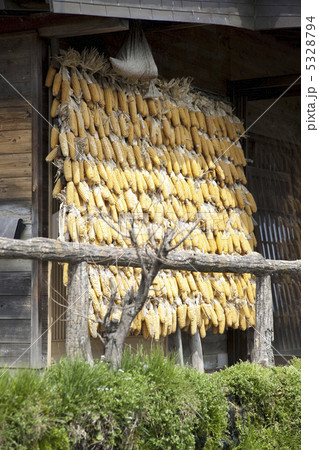 干しトウモロコシ 5328794