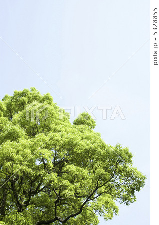 新緑 5328855