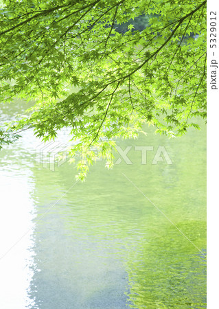 水面に映る新緑 5329012