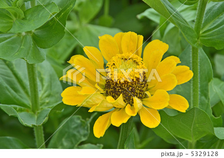 ジニアの花 5329128