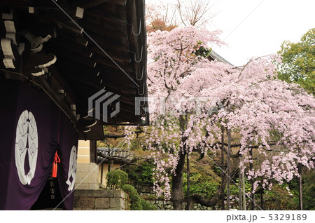 京都 光明寺の春 京都 光明寺の春 5329189