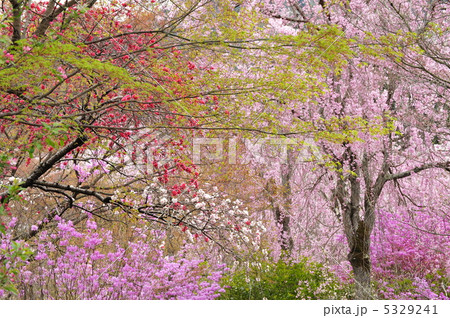 京都 天龍寺 春の百花園の写真素材