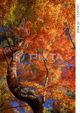 紅葉 5330587