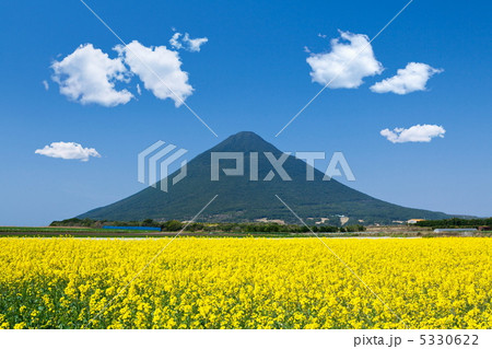 菜の花畑と開聞岳 菜の花畑と開聞岳 5330622