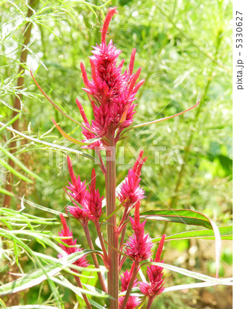 ケイトウ（鶏頭） 5330627