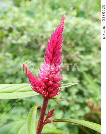 ケイトウ（鶏頭） 5330629