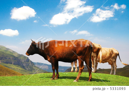 Three cows at the top of the hill Three cows at the top of the hill 5331093